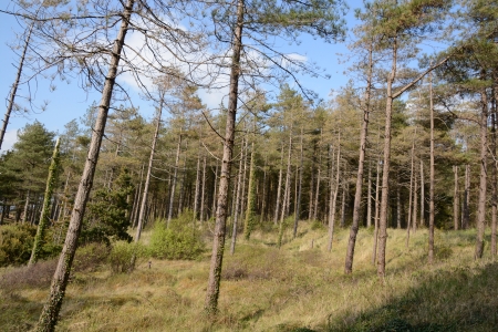 2024/02/20:  The controversial tree felling stage of the Life Insular dune restoration at Murvagh beach and forest has been postponed